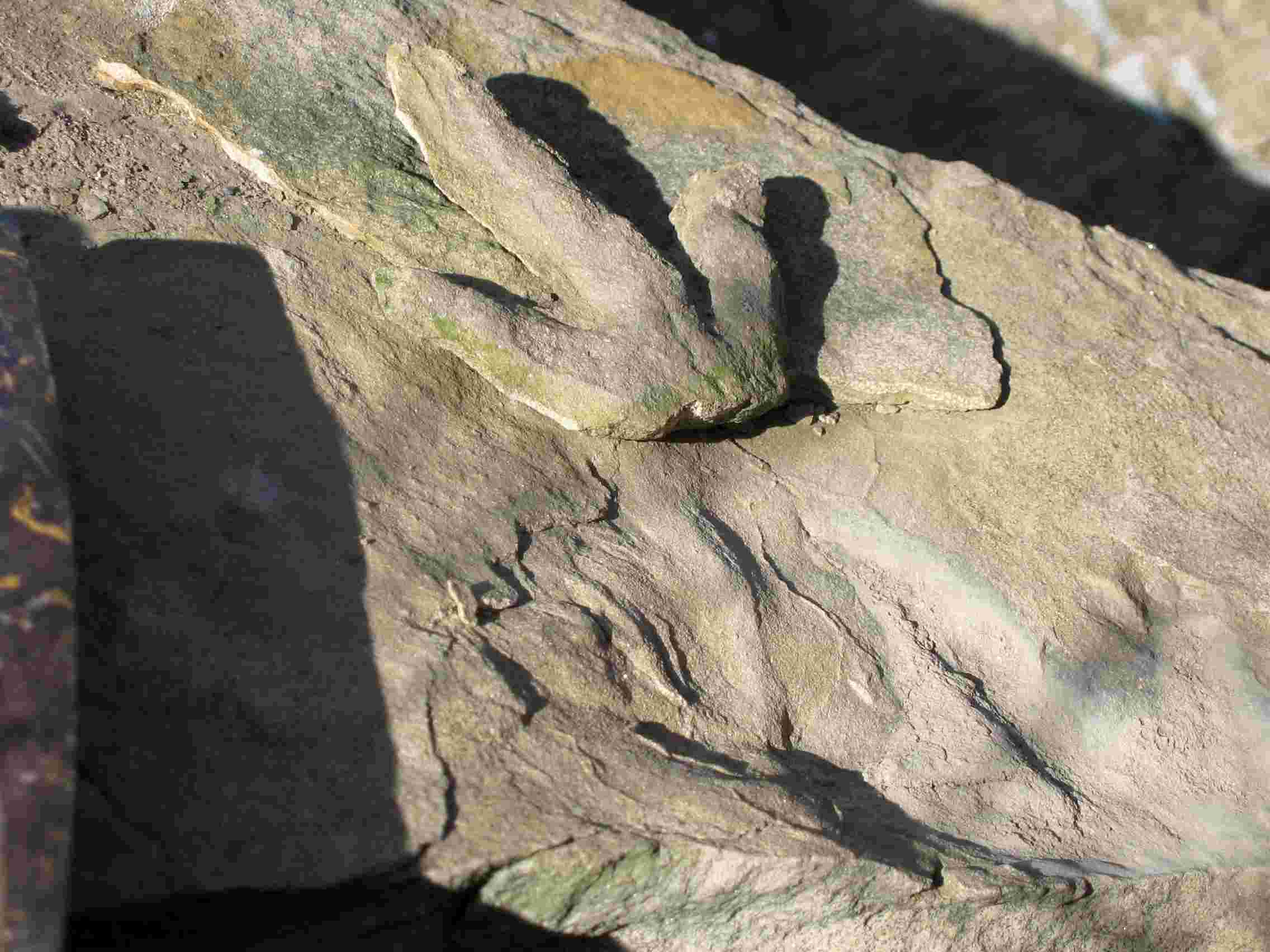 Dinosaur footprint found at Port Mulgrave, North Yorkshire