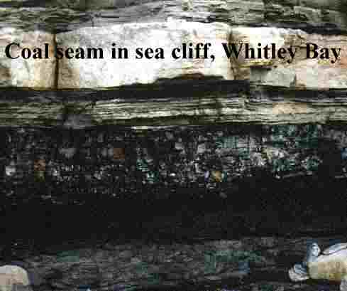 Description: Description: Description: Coal seam in cliff, Whitley Bay.